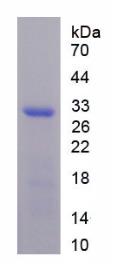 SDS-PAGE (FGF8-1500H).jpg